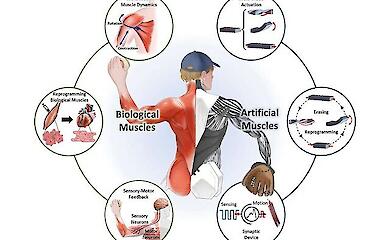 The future is not the Terminator: soft robots help rather than destroy