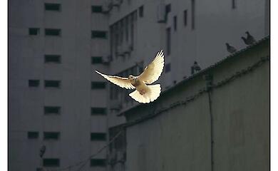 Women in peace talks reduce the risk of new wars by nearly 40 per cent