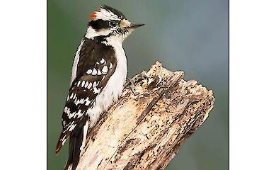 Woodpeckers use breath and full-body muscles to hit wood with the force of a hammer - study