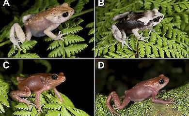 Scientists have found three species of tree toads capable of giving birth to live cubs - a rare occurrence in the amphibian world