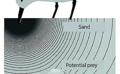 Scientists have discovered humans have a "seventh sense" - the ability to feel objects without touching them