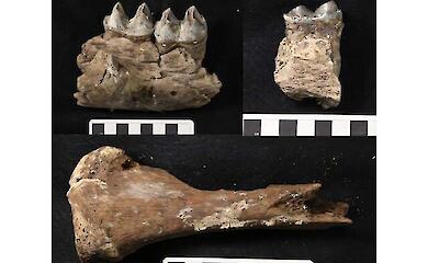 Koala found to be related to ancient Australia's giant predator