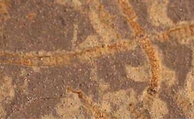 AI reveals chemical traces of the oldest life on Earth 3.3bn years old