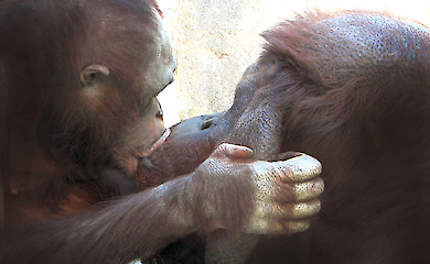 Kissing predates humans, and Neanderthals probably kissed too