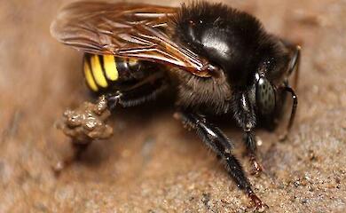 Brazilian scientists have created "chocolate" honey