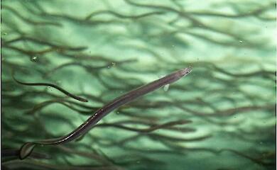 Japan's favourite delicacy is in the crosshairs of conservationists