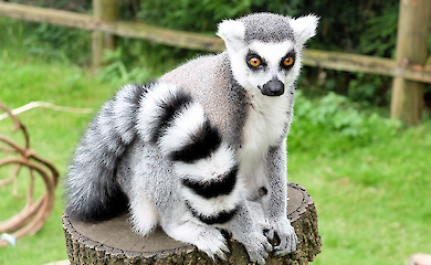 Endangered lemurs have become a delicacy for wealthy Madagascans