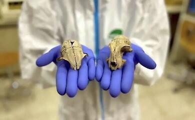 Domestic cats came to Europe from North Africa just 2,000 years ago - DNA analysis reveals