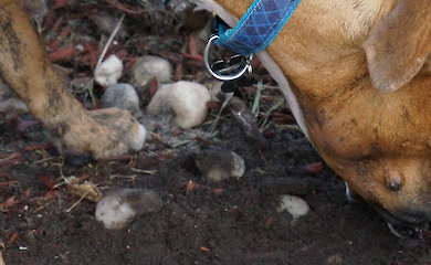 Why dogs hide food and toys, scientists explain