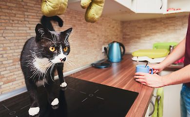 Cats choose men: new study has shocked owners