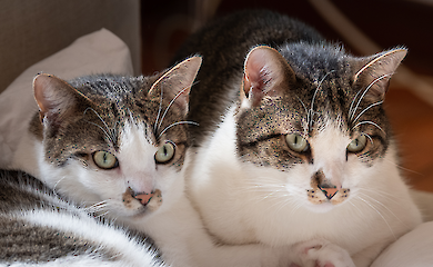 Pet cloning: expensive, risky and with no guarantees of getting "the right" pet