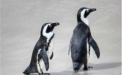 Africa's penguins have lost their food: two major colonies off South Africa are almost deserted