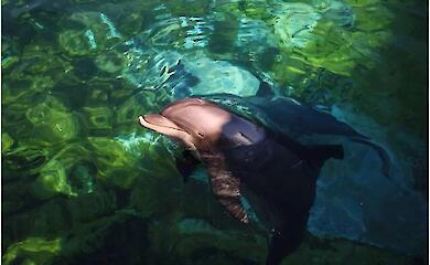 Italy to open Europe's first marine sanctuary for dolphins