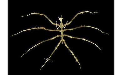 Scientists went 4km underwater - and found hundreds of creatures we didn't know we had