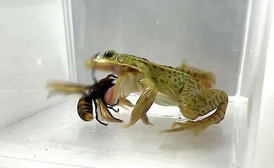 A bite to the eye and stomach: frogs proved resistant to giant hornet venom