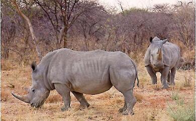 Why are there so few elephants and giraffes in Africa? Researchers point to salt deficiency