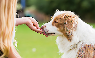 One in three dogs in the world are obese - and live shorter lives