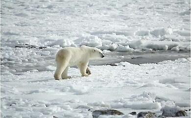Scientists: polar bears in Greenland have changing DNA in response to rising temperatures