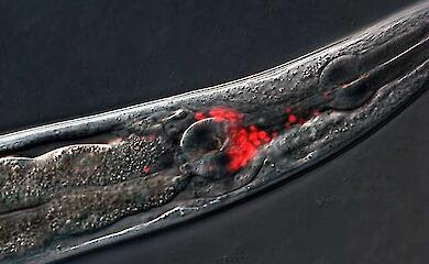 Scientists have discovered a gene that accelerates aging after reproductive years