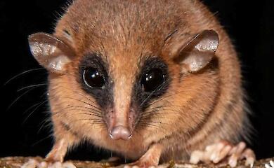 From dinosaurs to possums: over 70 new species described in 2025