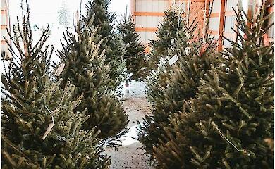 Scientists have compared the eco-friendliness of live and artificial Christmas trees
