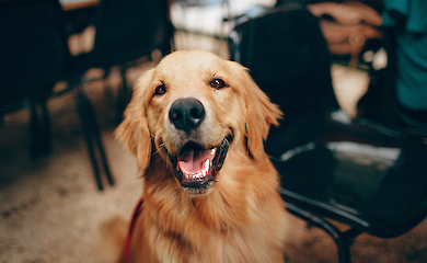 Why people make the mistake of "reading" their dogs' emotions