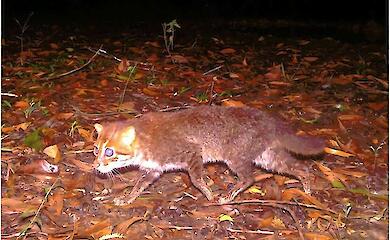 A wild cat that disappeared in the 1990s has been recorded in Thailand