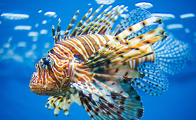 Fish with poisonous spines have begun to be eaten en masse in Europe