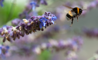 Scientists have discovered that plants can have more than two sexes