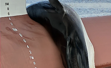 Shock in New Jersey harbour: carcass of endangered whale found on ship