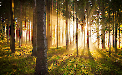 Scientists have discovered how daylight improves brain function