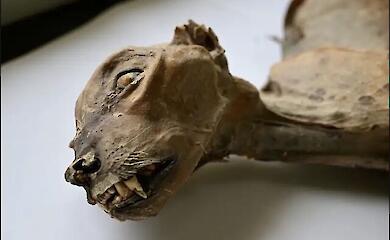 Scientists have discovered mummified cheetahs up to 1,800 years old