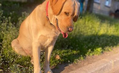 From basset to spaniel: scientists explain what determines ear length in dogs