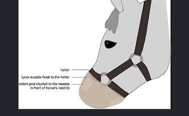 Horses "smell" human fear and become nervous 