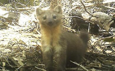 A nearly extinct marten was found where it was most cosy