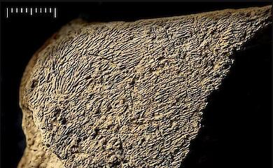 Archaeologists have discovered a 500,000-year-old elephant bone "hammer"