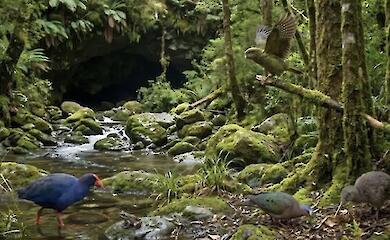 'Lost world': million-year-old fauna - and a kakapo ancestor - found in a New Zealand cave