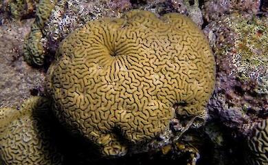 Unexpected discovery: corals need sleep to survive