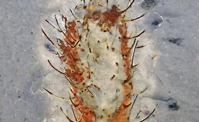 China has discovered 91 new species of animals that survived a mass extinction 513 million years ago