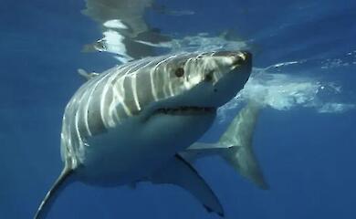 New teeth for a new diet: how great white sharks grow up