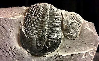 Scientists have found organics in fossils that were thought to be "short-lived"