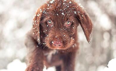 Why you shouldn't leave your dog in the car in winter and how to walk safely in freezing temperatures