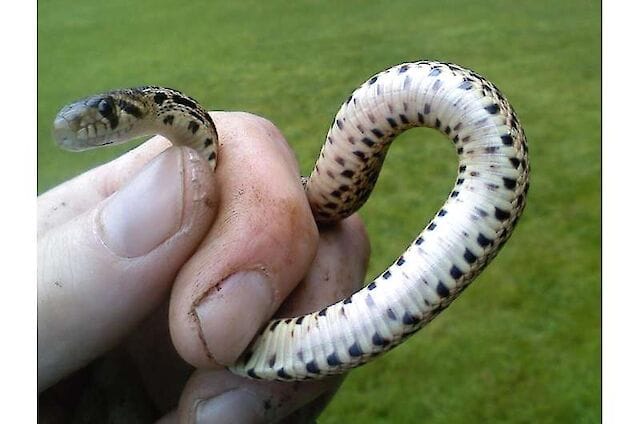 En Snake Where does the aversion to snakes come from?
