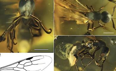Amber has preserved a winged queen ant of an unknown species