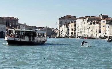 A dolphin swam to Venice and stayed: experts explained what to do