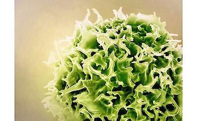 The memory of a vaccination can last a lifetime