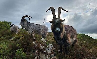 A rare breed of goat in Ireland turned out to be descendants of Bronze Age animals