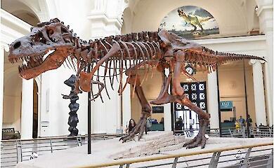 Tyrannosaurus walked on tiptoe, not with its whole foot