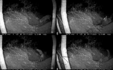 A camera trap filmed a red fox attacking a wolf cub at a den in Italy