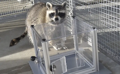 During the experiment, the raccoons continued to solve the puzzles even after receiving the reward.